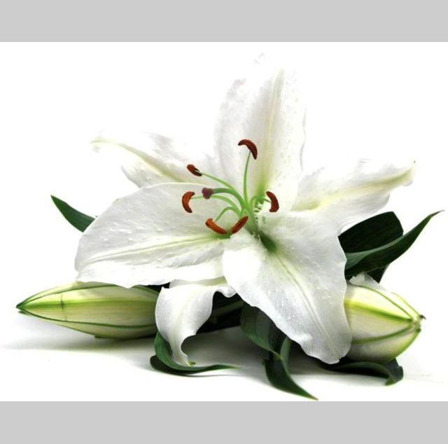 Autocollant fleur de lys blanc